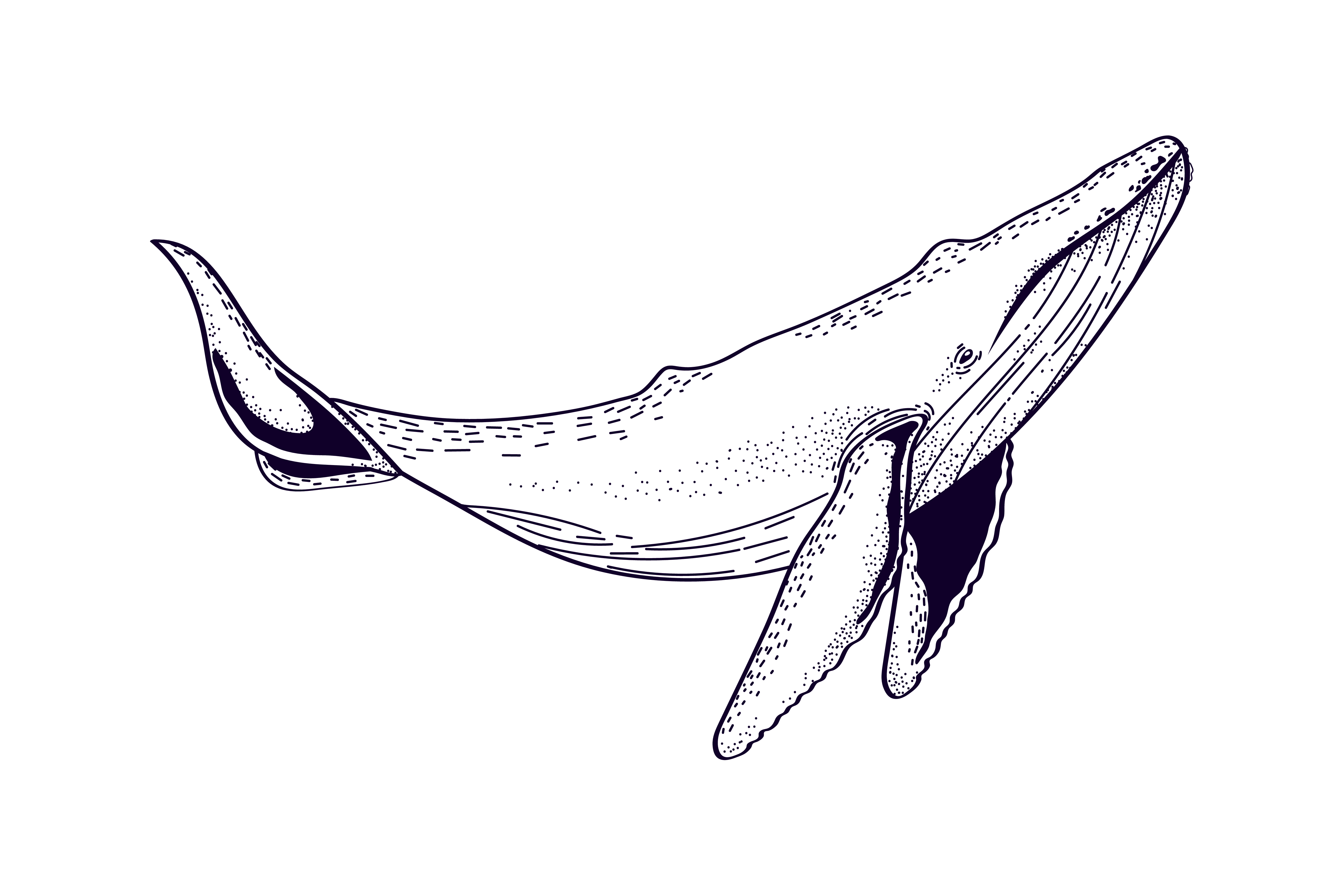 Whale illustration